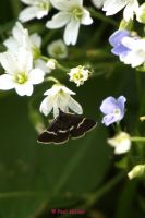 Pyrausta Cingulata